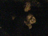 Graspop 2005 ~ 41
